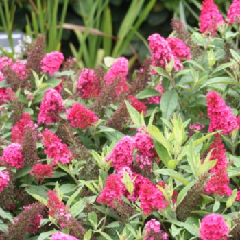 buddleja-davidii-butterfly-candy-little-ruby-248 Buddleja davidii 'Butterfly Candy Little Ruby'