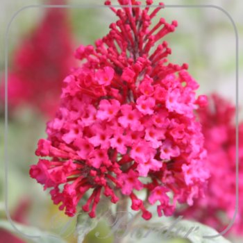 Buddleja davidii 'Butterfly Candy Little Ruby'