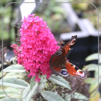 Buddleja davidii 'Butterfly Candy Little Ruby'