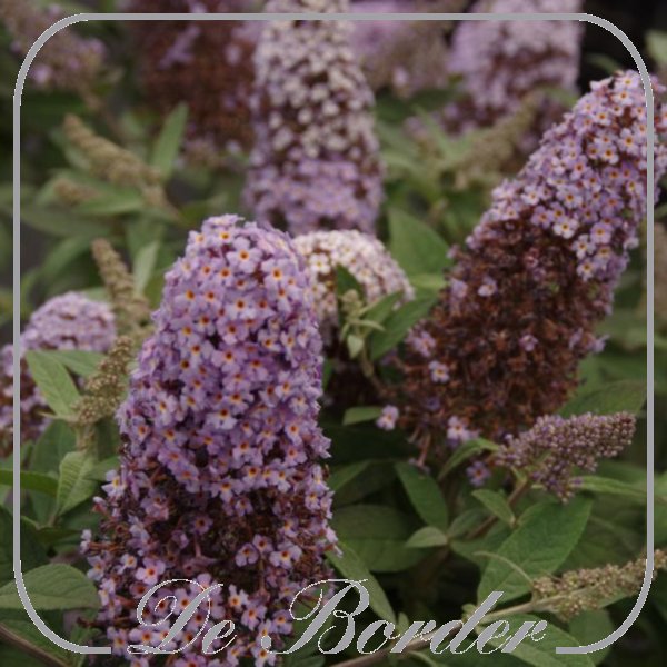Buddleja davidii Butterfly Candy Little White