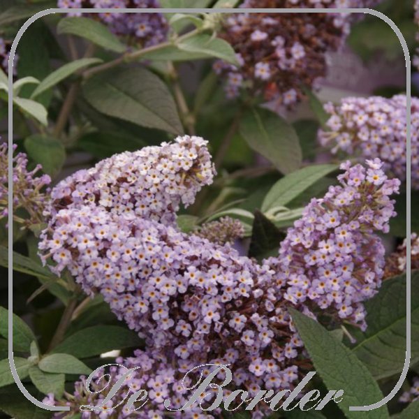 Buddleja davidii Butterfly Candy Little White
