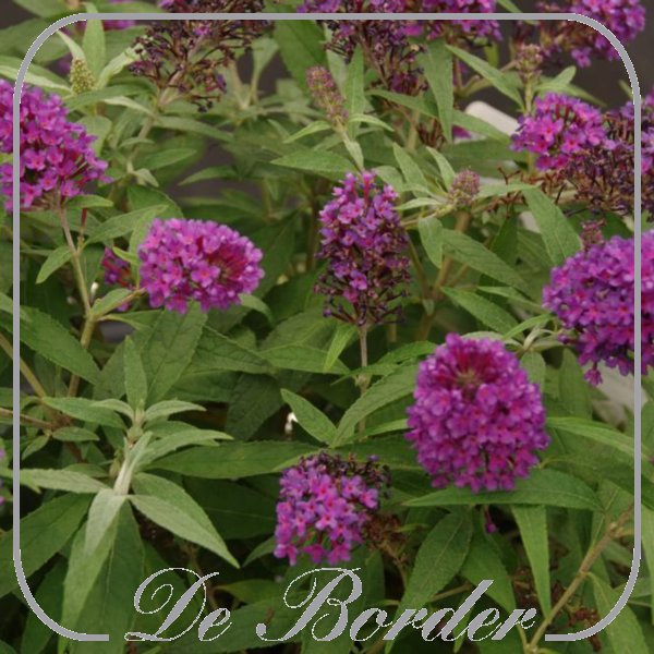 Buddleja davidii Butterfly Candy Little White