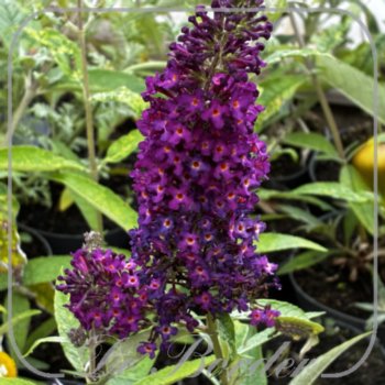 Buddleja davidii 'Magenta Munchkin'