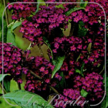 buddleja-davidii-royal-red-798 Buddleja davidii 'Royal Red'