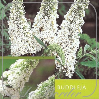 Buddleja davidii 'White Profusion'