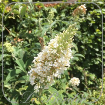 Buddleja davidii 'White Profusion'