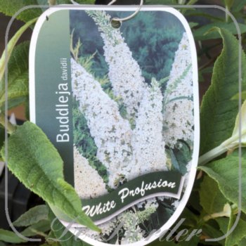 Buddleja davidii 'White Profusion'