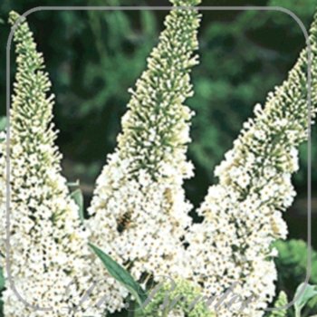 Buddleja davidii 'White Profusion'