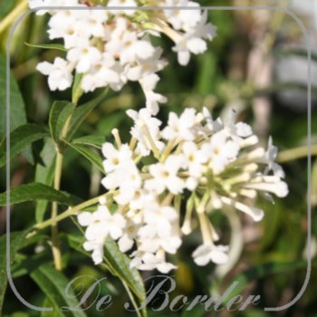 Buddleja 'Free Petite Snow White'