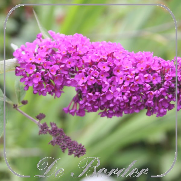 Buddleja 'Free Petite Tutti Fruitti'