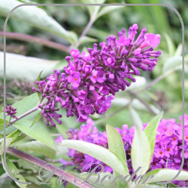 Buddleja 'Free Petite Tutti Fruitti'
