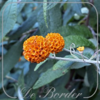 buddleja-weyeriana-sungold-772 Buddleja weyeriana 'Sungold'