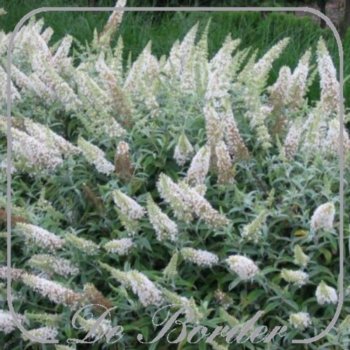 buddleja-white-ball-25-30cm-in-pot-(3l)-805 Buddleja 'White Ball'