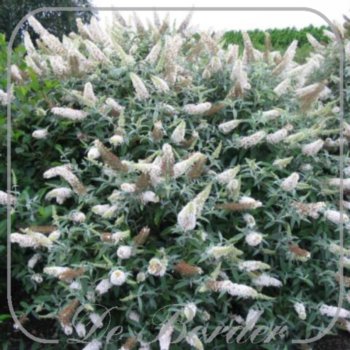 Buddleja 'White Ball'