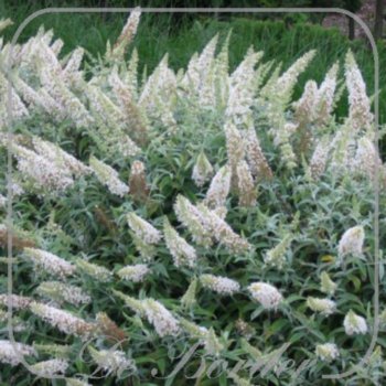 Buddleja 'White Ball'