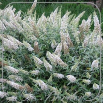 Buddleja 'White Ball'