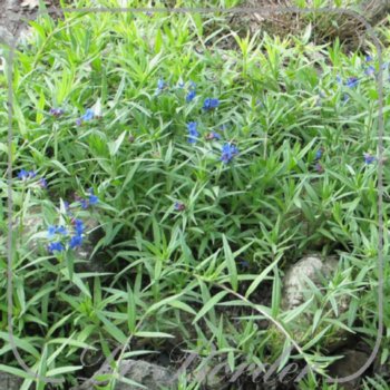 buglossoides-purpurocaerulea-343.jpg Lithospermum purpureocaeruleum --