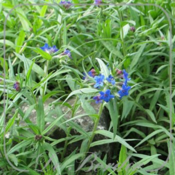 Lithospermum purpureocaeruleum --