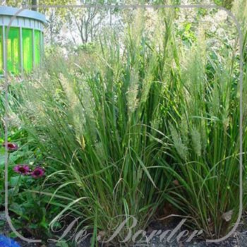 Calamagrostis varia --