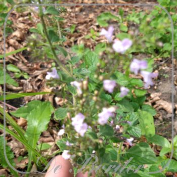 Calamintha nepeta 'Lila Riese'