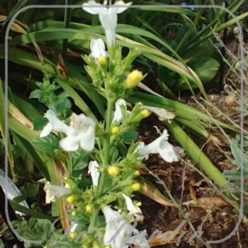 Calamintha nepeta 'Marvelette White'