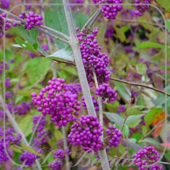 Callicarpa bodinieri 'Profusion'