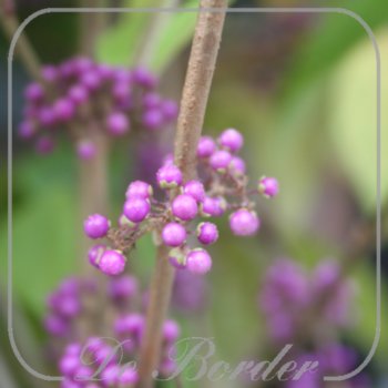 Callicarpa bodinieri 'Profusion'