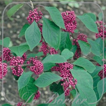 Callicarpa bodinieri 'Profusion'