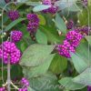 Callicarpa bodinieri 'Profusion'