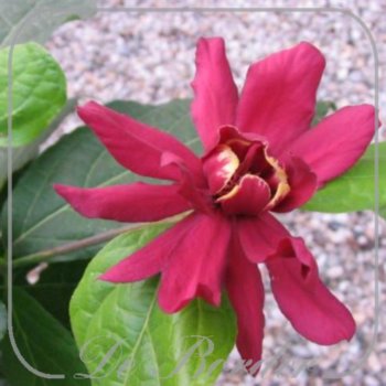 Calycanthus raulstonii 'Hartlage Wine'