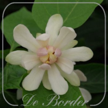 Calycanthus 'Venus'