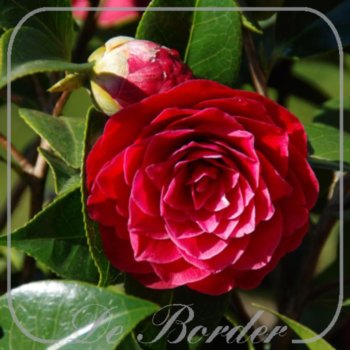 Camellia 'Black Lace'