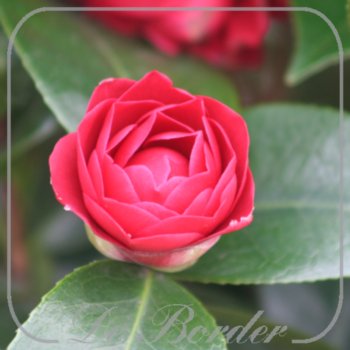 Camellia 'Black Lace'