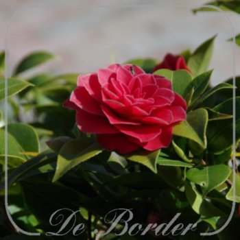 Camellia 'Black Lace'