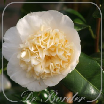Camellia japonica 'Brushfield's Yellow'