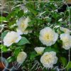Camellia japonica 'Brushfield's Yellow'