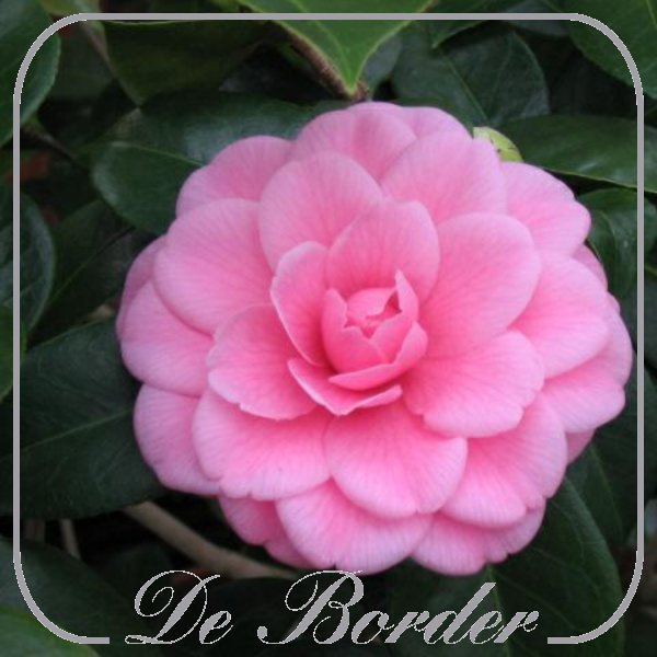 Camellia japonica 'Mrs Tingley'