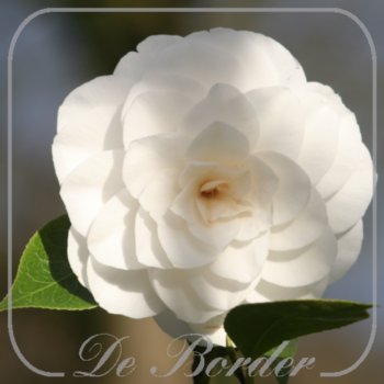 Camellia japonica 'Nuccio's Gem'