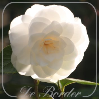 camellia-japonica-nuccios-gem-188 Camellia japonica 'Nuccio's Gem'