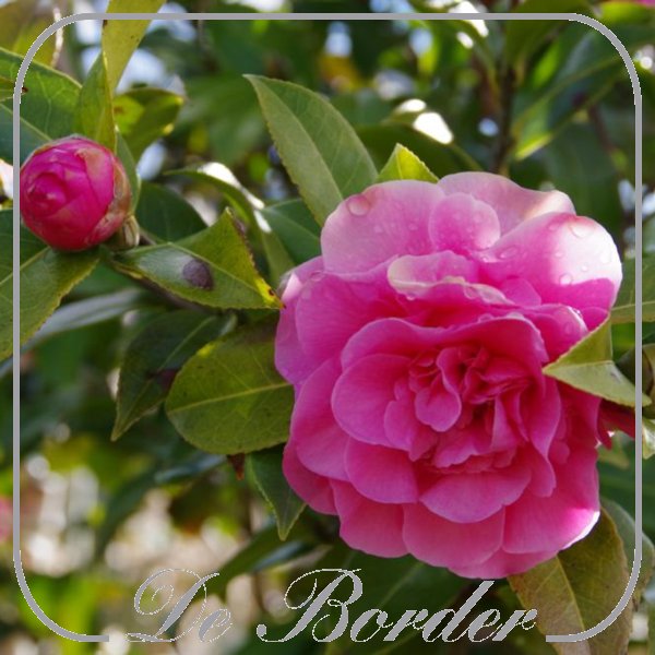 Camellia williamsii 'Debbie'