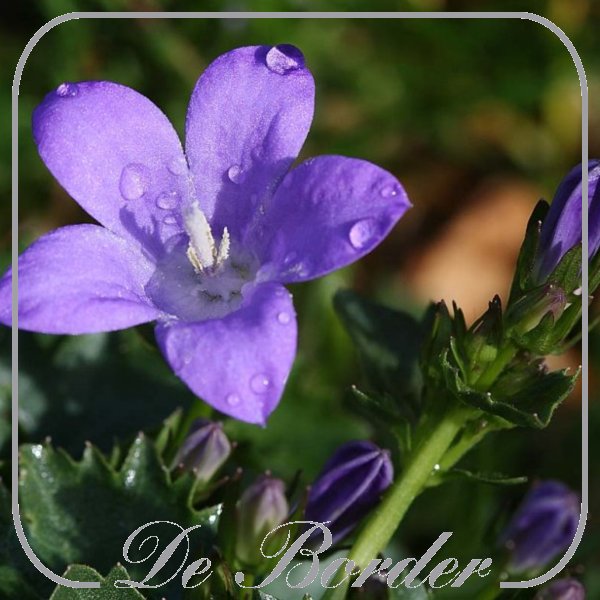 Campanula glomerata 'Superba'