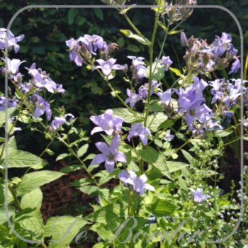Campanula lactiflora 'Prichard's Variety'