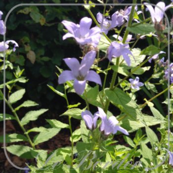 Campanula lactiflora 'Prichard's Variety'