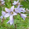 Campanula lactiflora 'Senior'