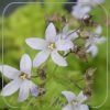 Campanula lactiflora 'Senior'