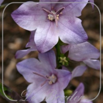 Campanula persicifolia 'Hidcote Amethyst'