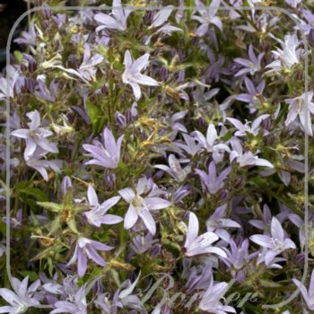 Campanula poscharskyana