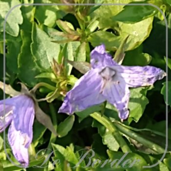 campanula-poscharskyana-blue-waterfall-311 Campanula poscharskyana 'Blue Waterfall'