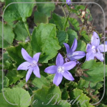 Campanula poscharskyana 'Lagoon Blue'