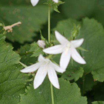 Campanula poscharskyana 'Schneeranke'